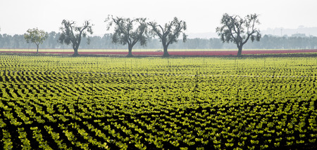 Field salad with olive treesの写真素材