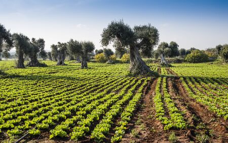 Field salad with olive treesの写真素材
