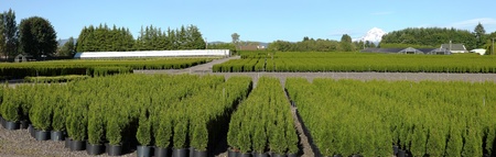 Oregon nurseries and seedling plants panorama. のeditorial素材