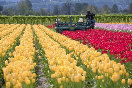 Harvesting tulips in a farm, Woodland WA のeditorial素材