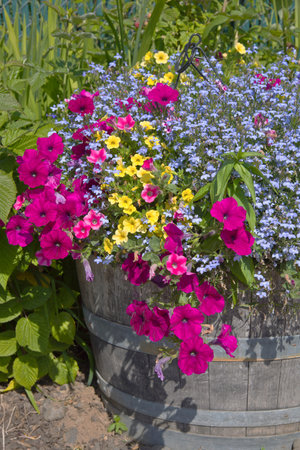 Colorful Spring bloom flowers in rural Oregon.の写真素材