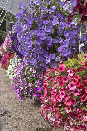 Display of Summer blooms in a farm and garden nursery Canby Oregon.の写真素材