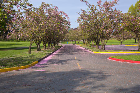 Cherry blossoms Spring blooms in Blue lake park Oregon.