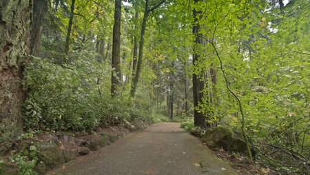 Pedestrian road in the forest Portland Oregon.