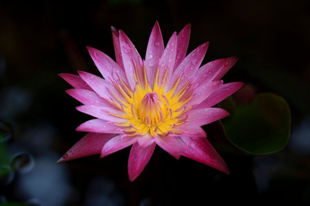 &#3636;&#3637;thai frlowerの写真素材