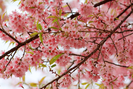 thai flowerの写真素材