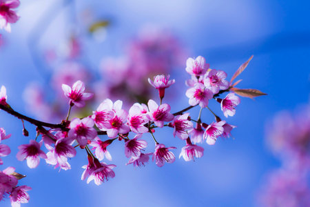 flower beauyfulの写真素材