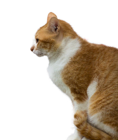 im catの写真素材