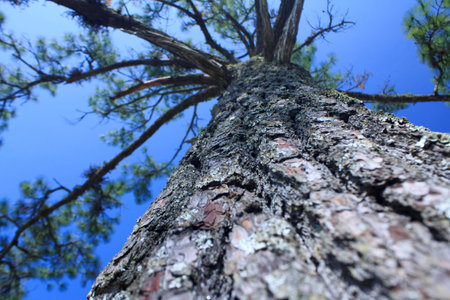 big tree
