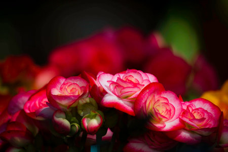 beautyful flower brightの写真素材