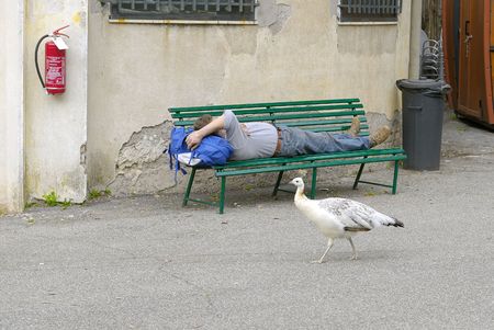 Sleeping man in zooの写真素材