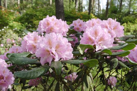 pink rhododendron flowers の写真素材