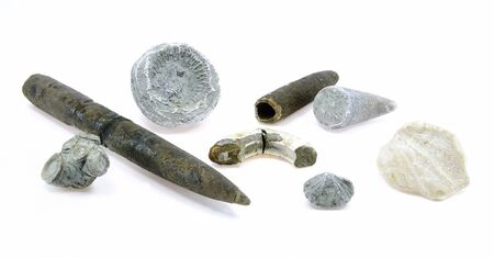Fossils isolated on a white background の写真素材