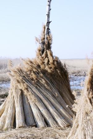 Bundles of Roof Thatching Grass. の写真素材