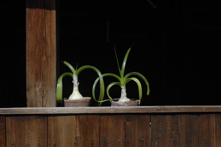 Two flower pots of Ornithogalum Caudatum on a window sill in a sunny dayの写真素材