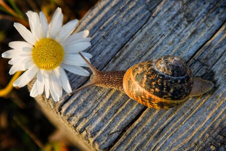 Snail On The Wooden Bar And Flowerの写真素材