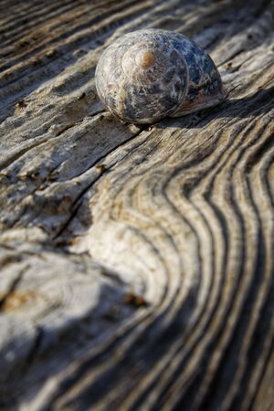 Shell On The Old Wooden Surfaceの写真素材
