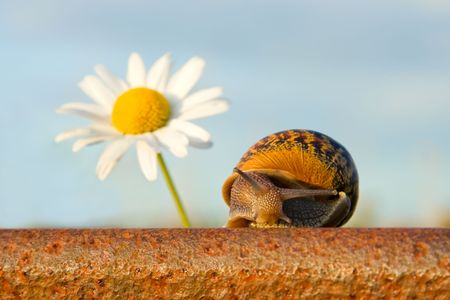 Snail On The Rail And Flowerの写真素材