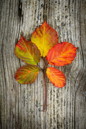 autumn leaves on the old striped wooden background