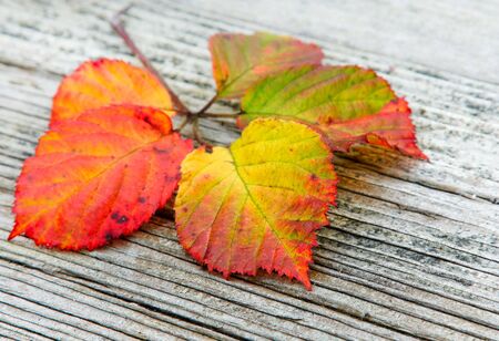 autumn leaves on the old striped wooden backgroundの写真素材