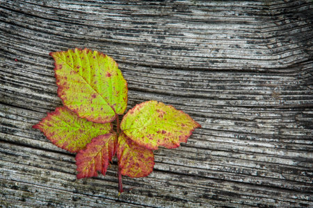 autumn leaves on the old striped wooden background