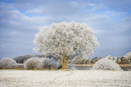 trees covered by frost and blue sky on sunny winter dayの写真素材