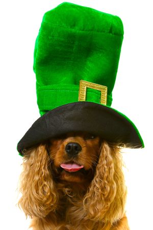 kingcharles dog in green tall hat, isolatedの写真素材