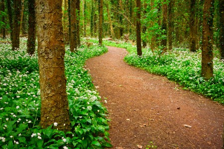 spring forest with white wild flowers and curve lane, Irelandの写真素材