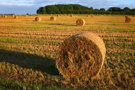 morning view on bales of straw in the first sunlight at croped wheat field, Irelandの写真素材