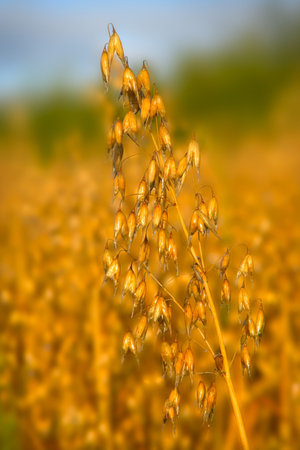 oats on the stem and blurred field on background