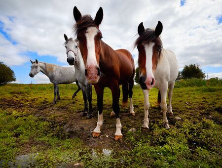 Four thirsty horses on the bank of the riverの写真素材
