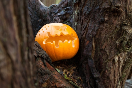 Halloween Pumpkin, Scary Jack O Lantern on the pine tree in the forestの写真素材