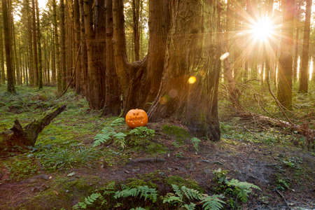Halloween Pumpkin, Scary Jack O Lantern in the pine forest at sunsetの写真素材