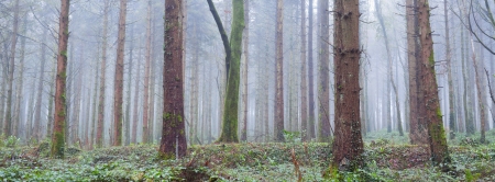 Forest in fog at winter evening in Monivea Woods, Irelandの写真素材