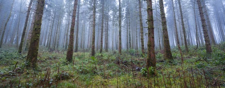 Forest in fog at winter evening in Monivea Woods, Irelandの写真素材