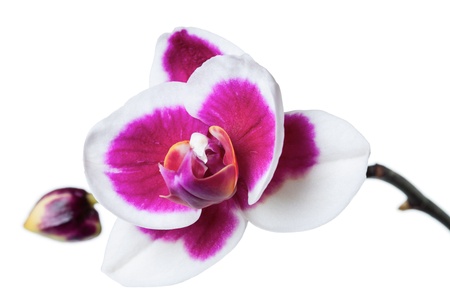 Orchid flowers, isolated on white backgroundの写真素材
