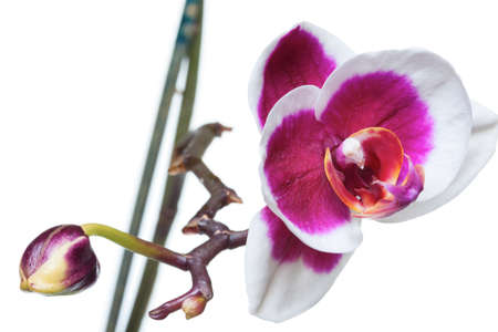 Orchid flowers, isolated on white backgroundの写真素材