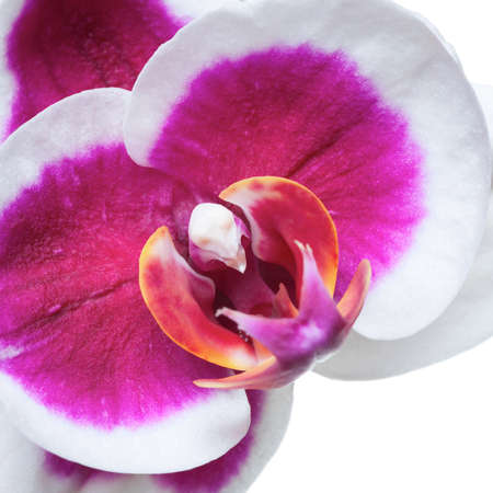Orchid flower, isolated on white background, close upの写真素材