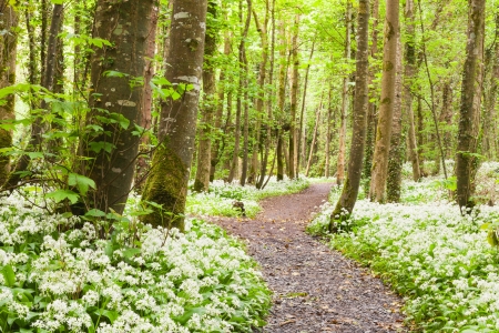 Oramnore Woods with wild garlic flowers blossoming  Galway, Ireland の写真素材