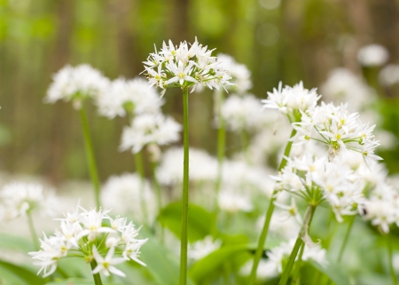 Wild garlic flowers blossoming in Oranmore Woods, close up  Galway, Irelandの写真素材