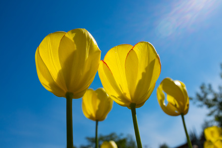 Yellow tulips in the garden against blue sky. Macroの写真素材