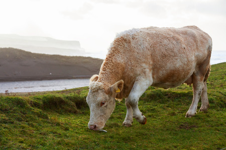 Cows grazing in the field on the west coast of Ireland.の写真素材