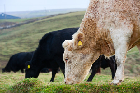 Cows grazing in the field on the west coast of Ireland.の写真素材