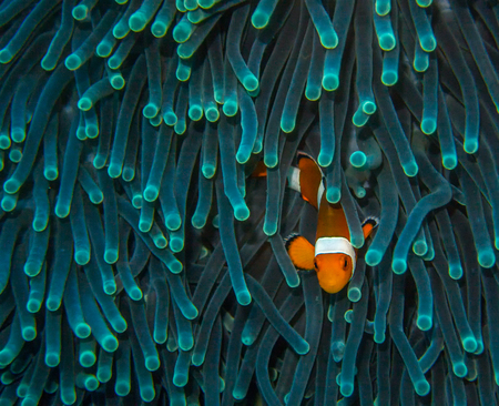 A clown fish waits for an oppurtunity to swim out of the sea anemone.の写真素材