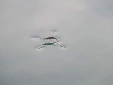 Water strider walking on waterの写真素材