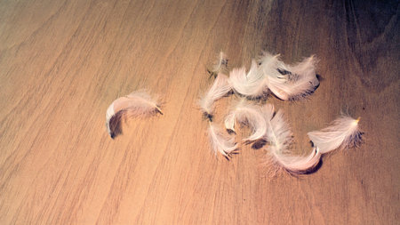 Feathers on woodの写真素材