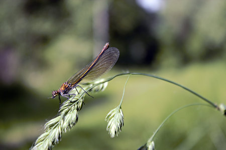 dragonfly on a branchの写真素材