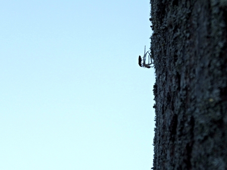 Bug on a dead spider on a tree trunkの写真素材