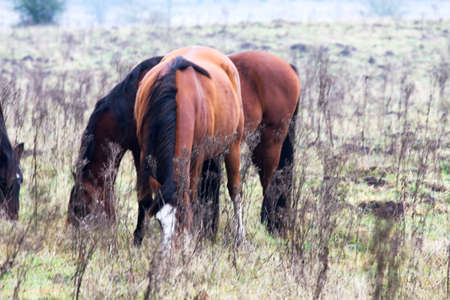 Wild horses.の写真素材