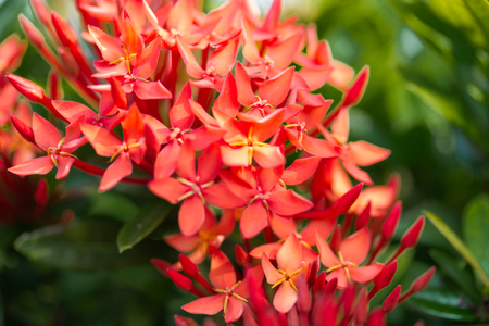 A flower in Sri Lanka.の写真素材